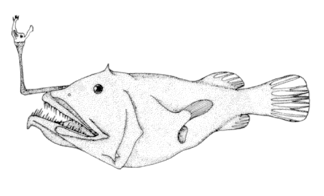 Oneirodes macrosteus