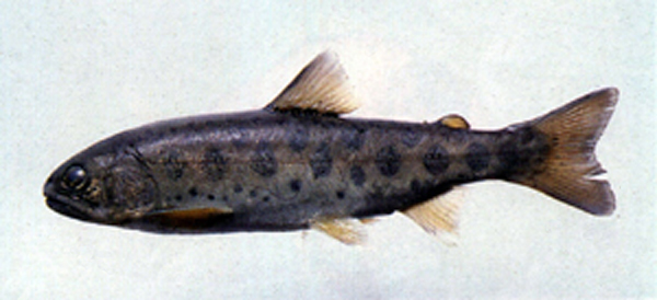Oncorhynchus formosanus