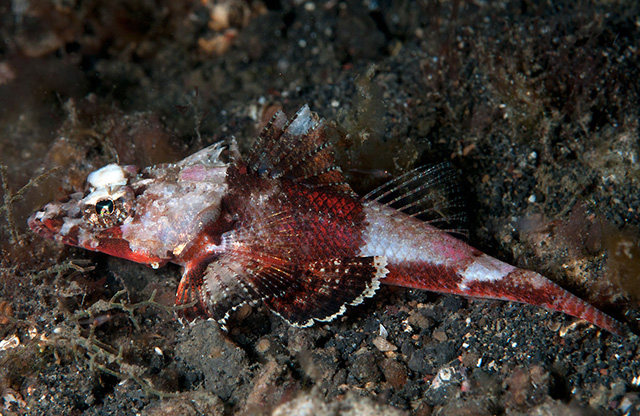 Onigocia spinosa