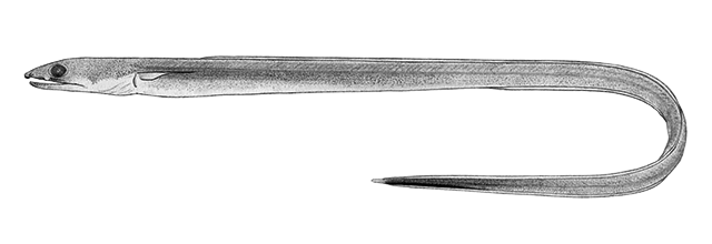 Ophichthus aniptocheilos