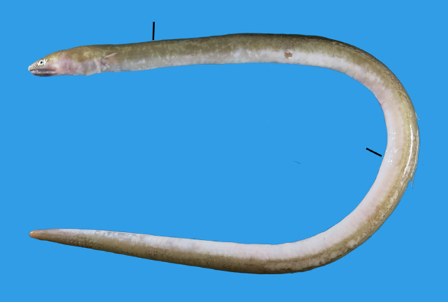 Ophichthus bicolor