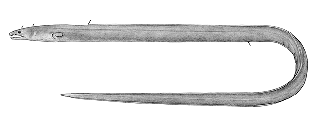 Ophichthus hirritus