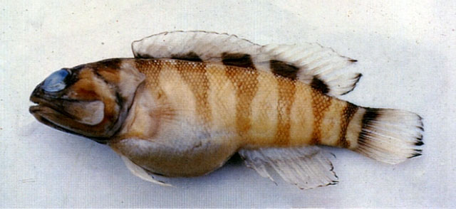Opistognathus hongkongiensis