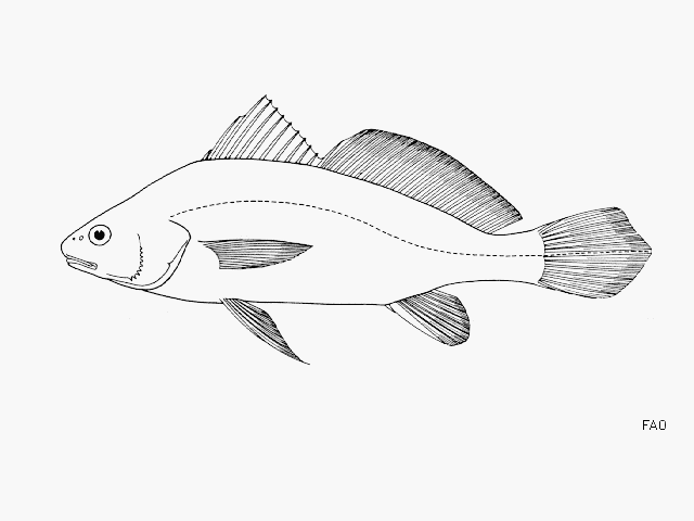 Ophioscion imiceps