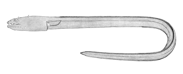 Ophichthus ishiyamorum
