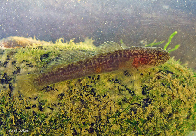 Ophiogobius jenynsi