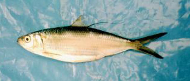 Opisthonema libertate