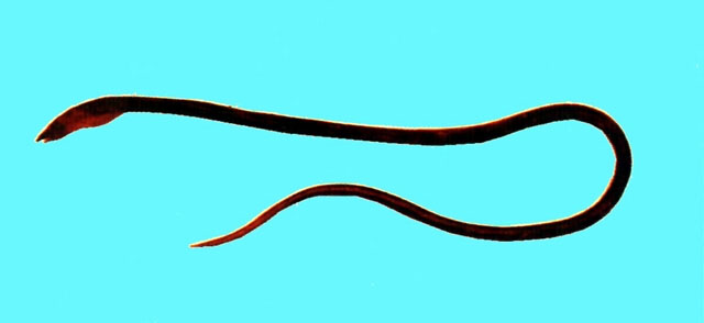 Ophichthus macrochir