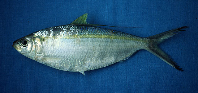 Opisthonema medirastre