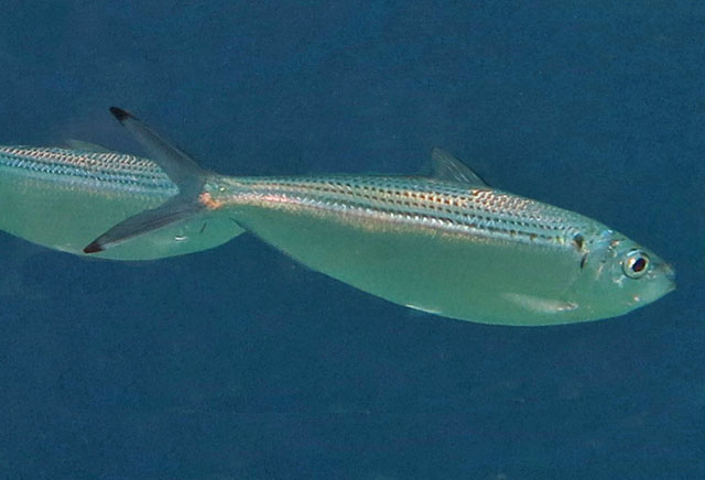 Opogl_u5.jpg