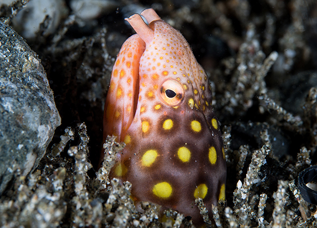 Ophichthus polyophthalmus