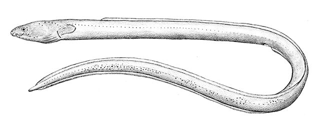 Ophichthus pullus