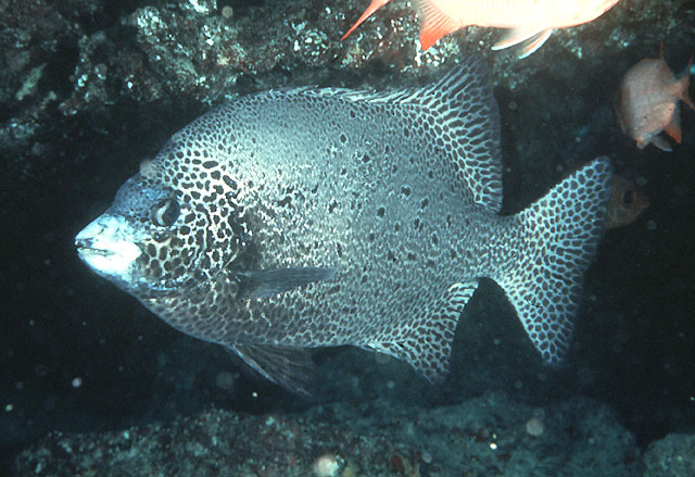 Oplegnathus punctatus