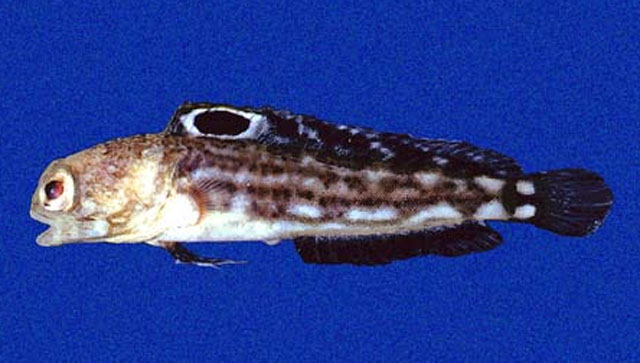 Opistognathus scops