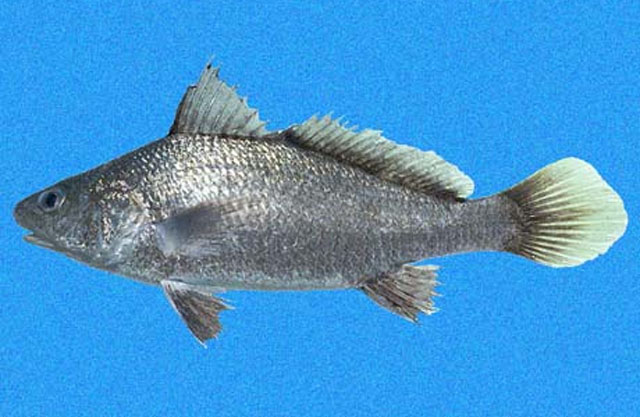 Ophioscion simulus