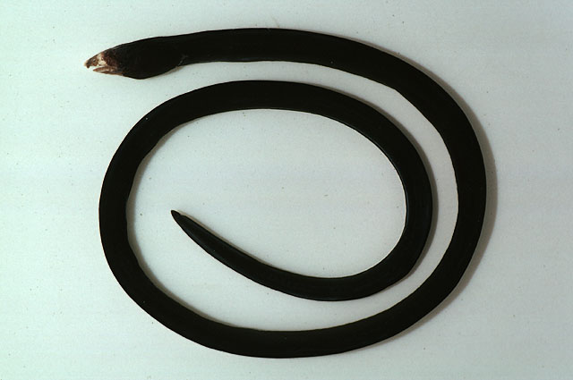 Callechelys papulosa