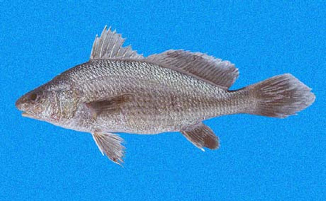 Ophioscion strabo