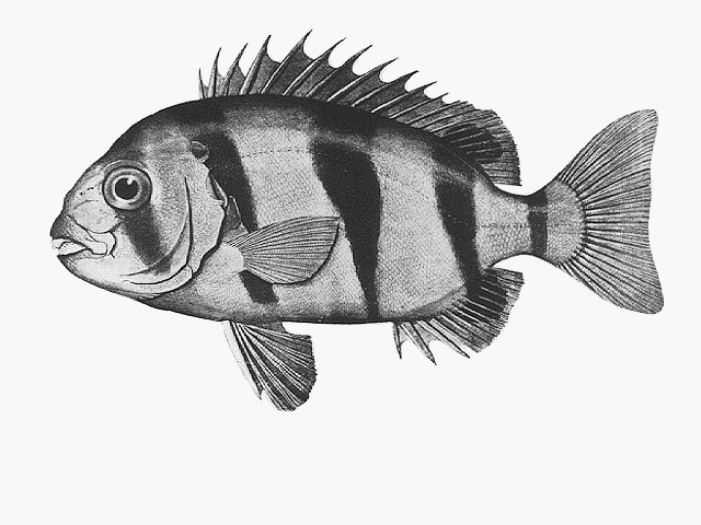 Oplegnathus woodwardi