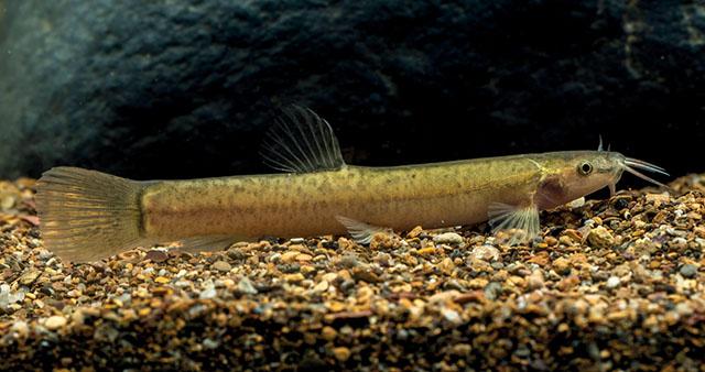 Oreonectes damingshanensis