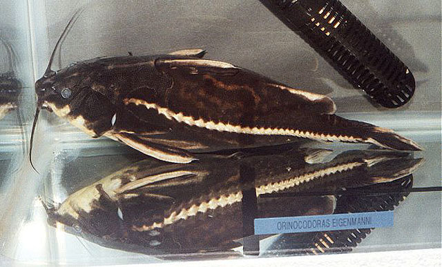 Orinocodoras eigenmanni