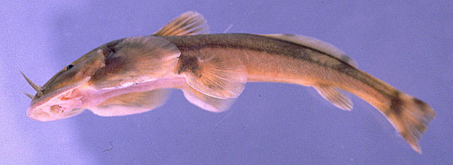 Oreoglanis heteropogon