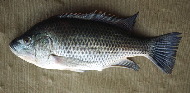 Orhun_u0.jpg