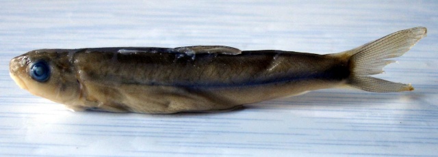 Oreoglanis macroptera