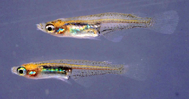 Oryzias minutillus