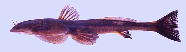 Oreoglanis nakasathiani