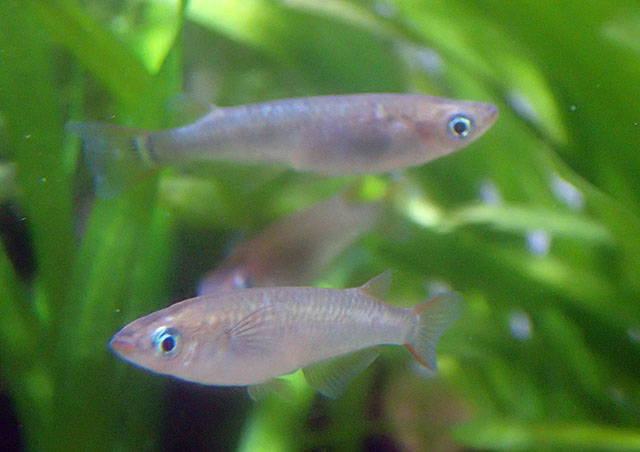 Oryzias sakaizumii
