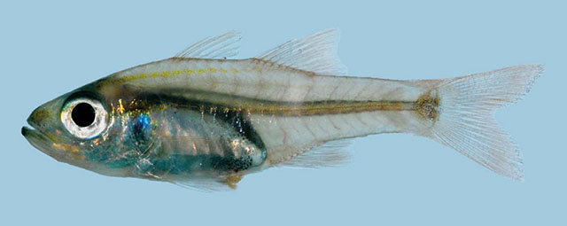 Ostorhinchus aphanes
