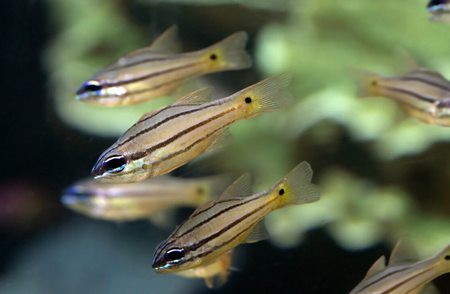 Ostorhinchus chrysopomus