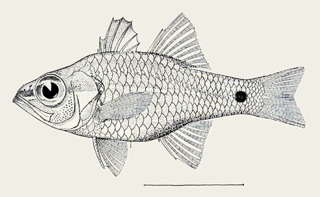 Ostorhinchus diversus