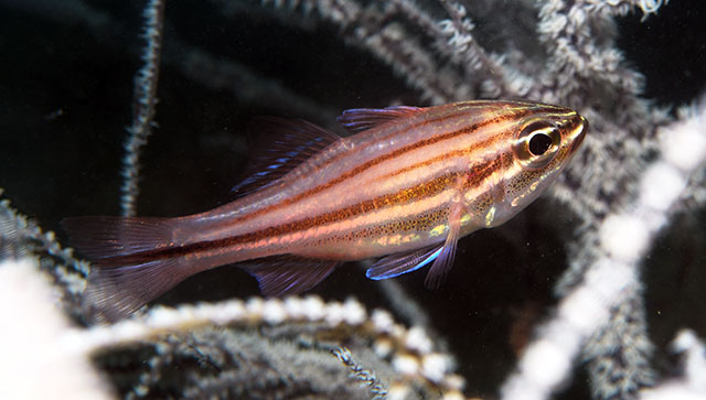 Ostorhinchus holotaenia