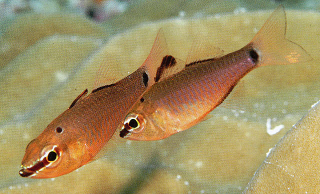 Ostorhinchus jenkinsi