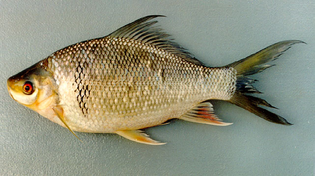 Osmel_u1.jpg