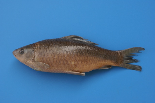Osmel_u9.jpg