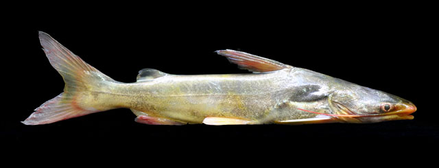 Osteogeneiosus militaris