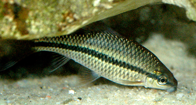Osteochilichthys nashii