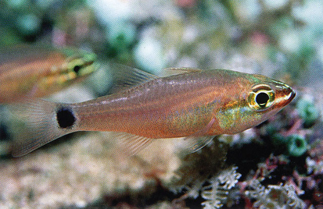 Ostorhinchus ocellicaudus