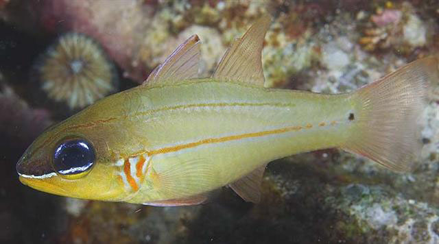 Ostorhinchus sealei