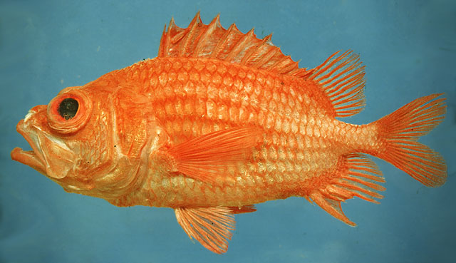 Ostichthys brachygnathus
