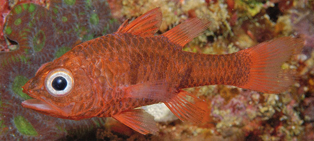 Apogon tricinctus