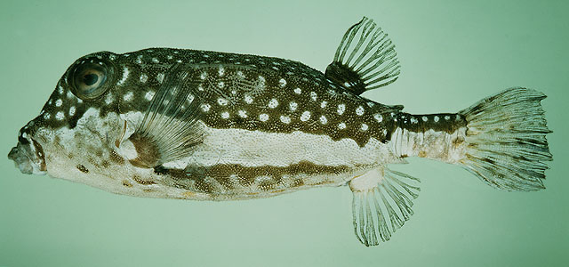 Oswhi_u1.jpg