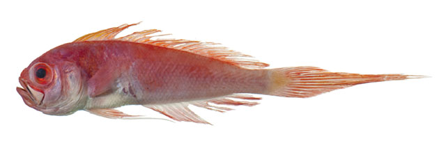 Owstonia contodon