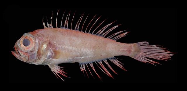 Owstonia dorypterus