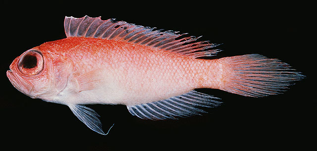 Owstonia hawaiiensis