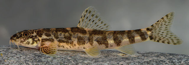 Oxynoemacheilus euphraticus