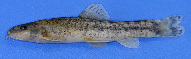 Oxynoemacheilus simavicus