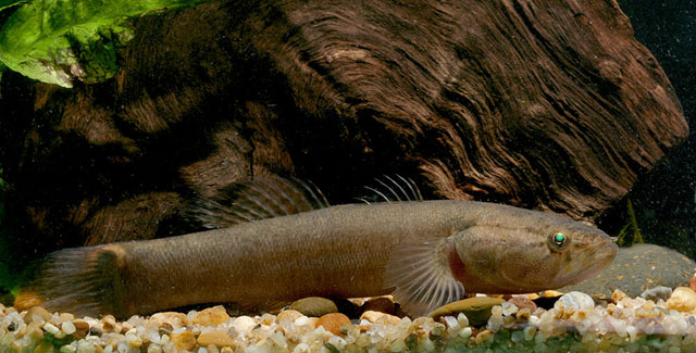 Oxyeleotris urophthalmus